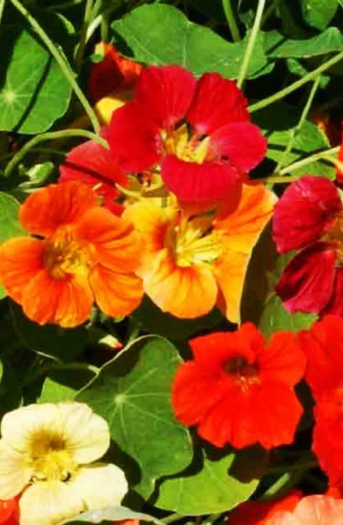 Didžiosios nasturtės 'Dvarf Jewel Mix' 20 sėklų  (lot. Tropaeolum majus)