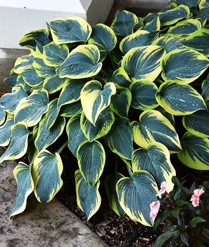 Melsvė ‚First Frost‘ Hosta (1L)