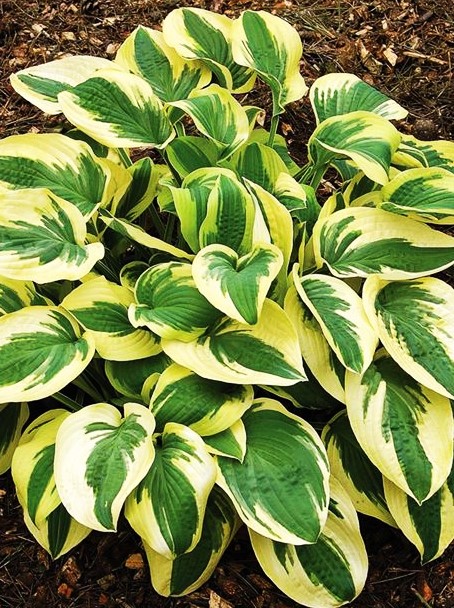 Melsvė ‘Wide Brim‘ Hosta  (1L)