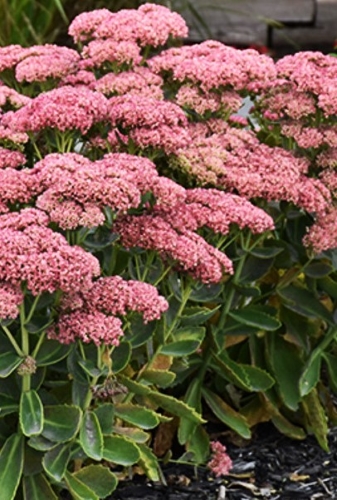 Šilokas puošnusis  Sedum spectabile  (1L)