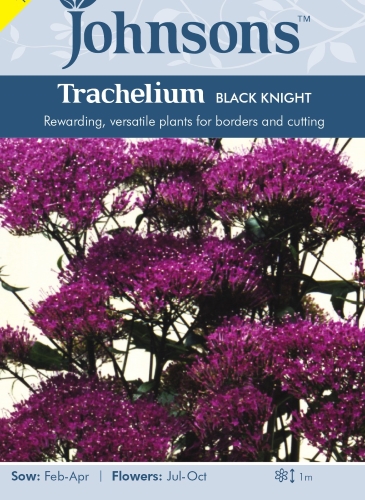 Žvirgžduliai Black Knight (lot. Trachelium caeruleum) 15 sėklų