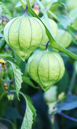 Valgomosios dumplūnės Amarylla (lot. Physalis ixocarpa) Sėklų 0,5g
