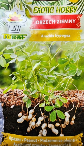 Valgomasis arachis (Arachis hypogaea)  5 sėklos