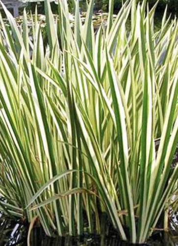 Ajeras balinis "Variegata" Acorus calamus, 1L