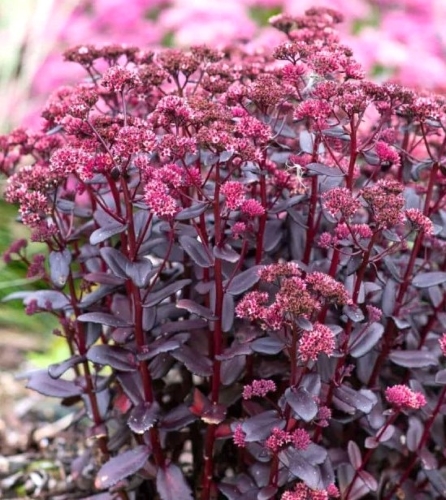 Šilokas ‘Touchdown Teak’  Sedum telephium , 1L