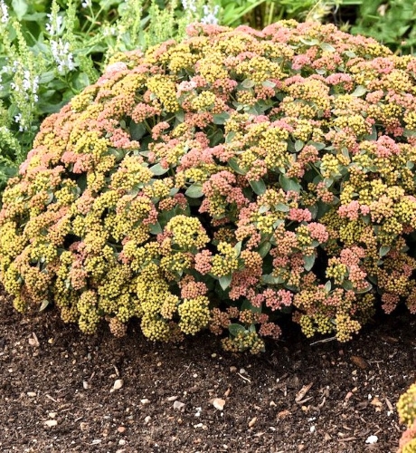 Šilokas ‚Coraljade‘  Sedum telephium, 1L