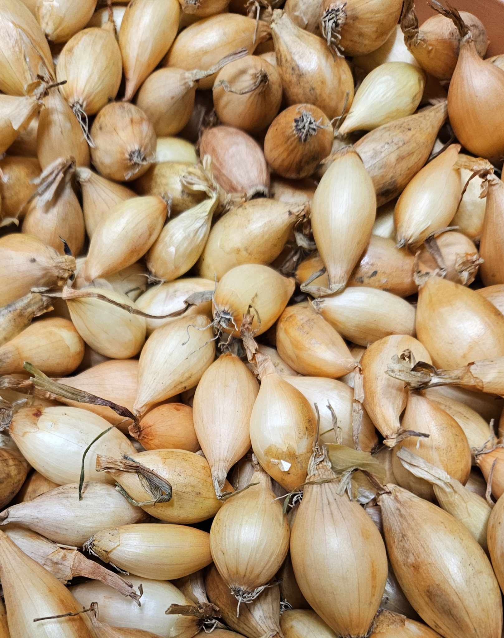 Žiemojančių svogūnų sodinukai 'Shakespeare' 14-21mm, 1kg (sveriami) A.p. NL-465706053/L3032331332 NL