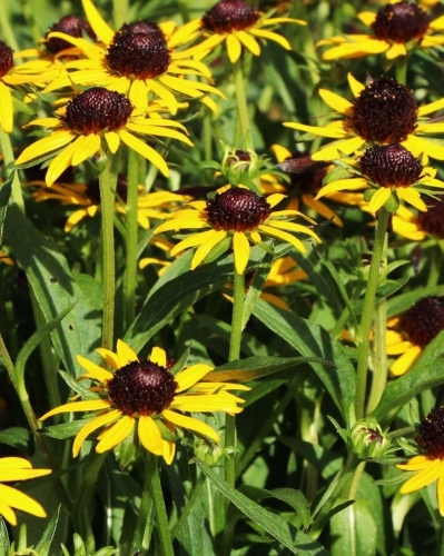 Rudbekija žėrinčioji 'Little Goldstar' (Rudbeckia fulgida)