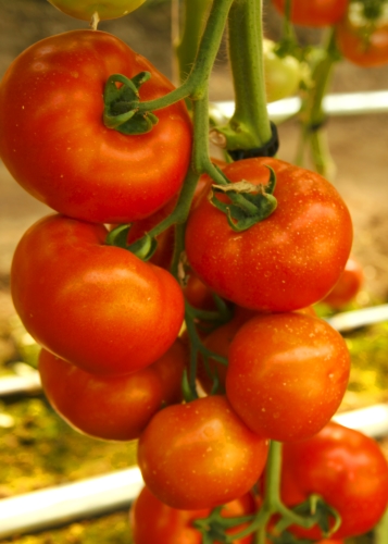 Pomidorai, valgomieji DOUFU F1, (Solanum lycopersicum), 6 sėklos
