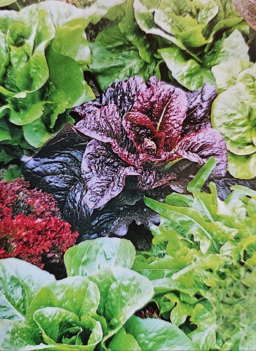 Sėjamųjų salotų mišinys Sėklų 2g