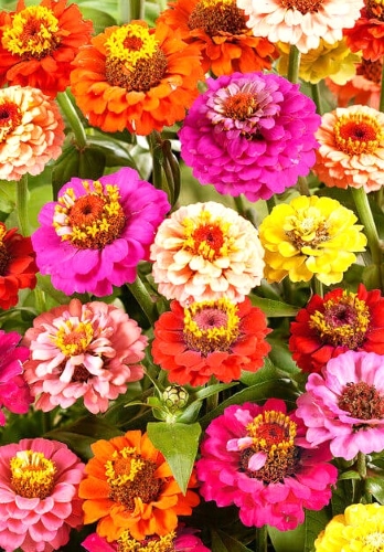 Puikiosios gvaizdūnės 'Thumbelina'mišinys (lot. Zinnia elegans) Sėklų 0,5g