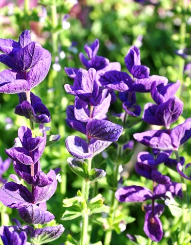 Dailieji šalavijai'Blkue monday'(Salvia horminum tricolor) 300 sėklų