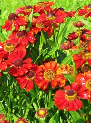 Rudeninės saulainės Helena Red Shades (lot. Helenium autumnale) 50 sėklų