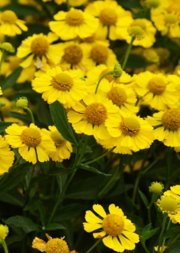 Saulainės Helenium hopesii (lot. Helenium hopesii) Sėklų 0,5g