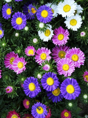 Alpinis astras (mišinys) Sėklų 0,5g  (lot. Aster alpinus)