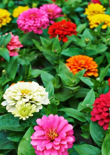 Puikioji gvaizdūnė 'Extra Mix' 90 sėklų (lot. Zinnia elegans)