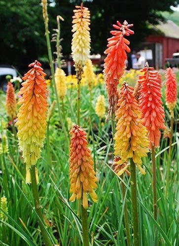 Uoginė knipofija (lot. Kniphofia uvaria) Sėklų 0,5g