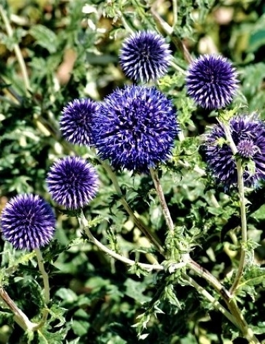 Žydrasis bandrenis Sėklų 1g (Echinops ritro)