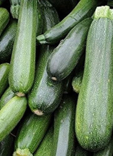 Cukinijos Soraya Sėklų 5g (Cucurbita pepo)