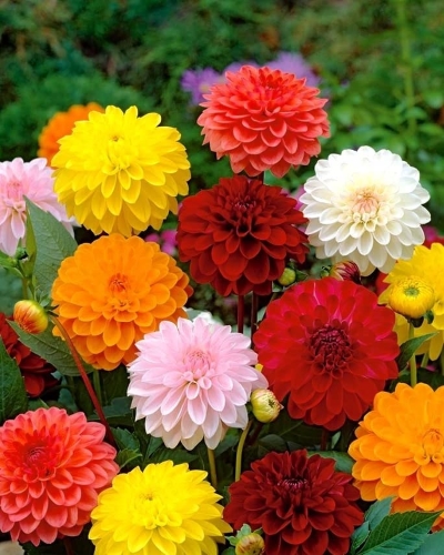 Darželinis jurginas 'Pompon' (lot. Dahlia variabilis) ( 50 sėklų