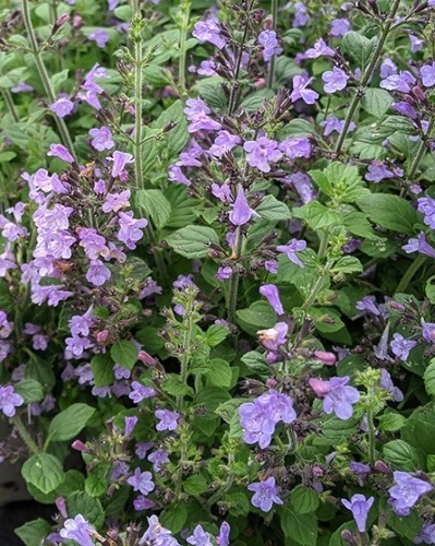 Vaistinės girmėtės Marvelette Blue (lot. Calaminta nepeta) 20 sėklų