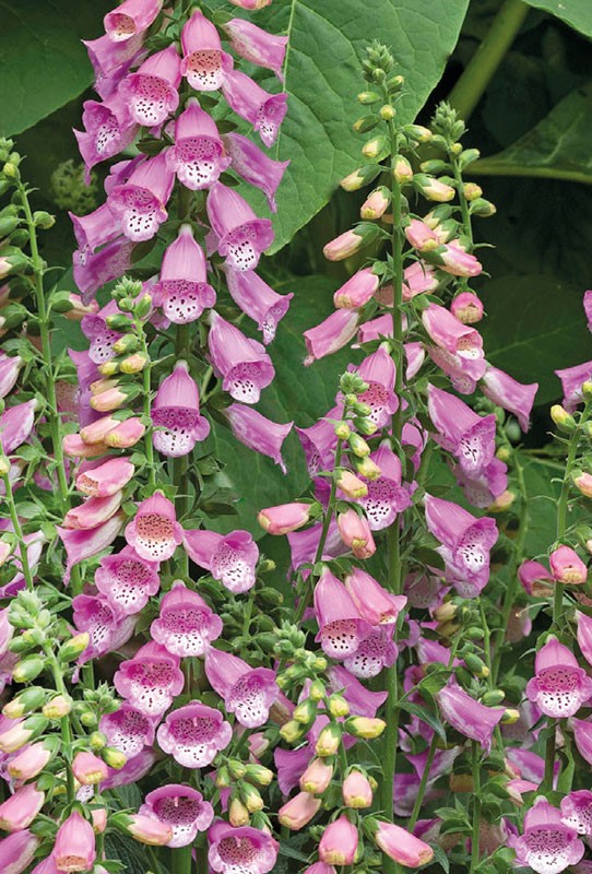 Rusmenės Bubbly Pink F1 (lot. Digitalis hybrida) 20 sėklų