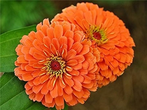 Puikioji gvaizdūnė oranžinė Sėklų 1g (Zinnia elegans)