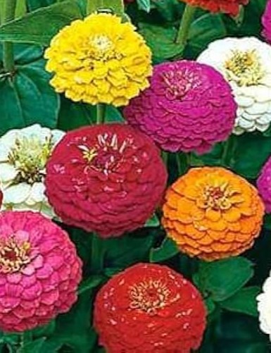 Puikiosios gvaizdūnės Lilliput mišinys (lot. Zinnia elegans) Sėklų 0,5g