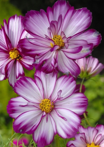 Paprastosios kosmėjos Picotee (lot. Cosmos bipinnatus) Sėklų 0,5g