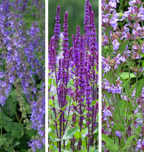 Šalavijų mišinys (lot. Salvia officinalis, S. nemorosa, S. pratensis) Sėklų 0,5g
