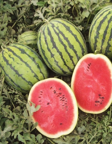 Tikrieji arbūzai Bedouin H(F1) 5 sėklos(Citrullus lanatus)