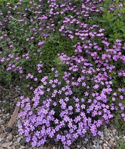 Bazilikinis putoklis  Sėklų 0,8g (Saponaria ocymoides)