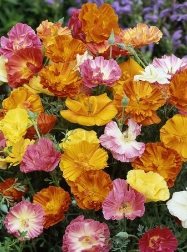 Geltonžiedė ešolcija spalvų mišinys Sėklų 1g (Eschsholzia californica)