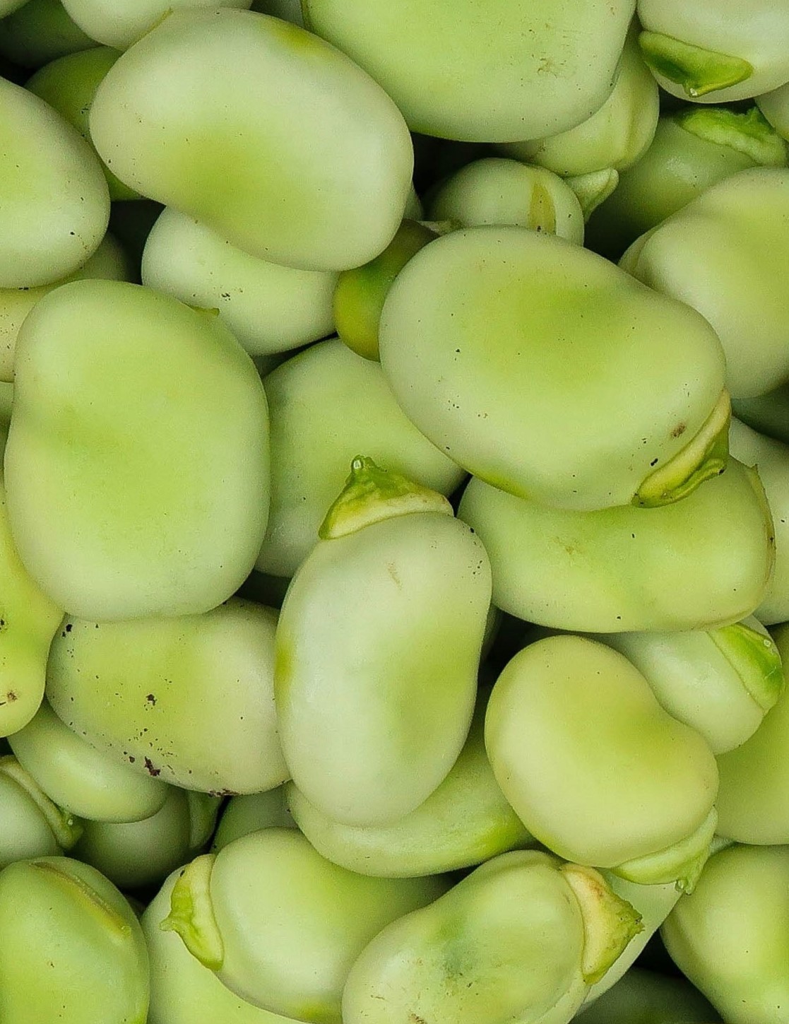 Daržo pupos SUPERAGUADULCE (VICIA FABA) 20s