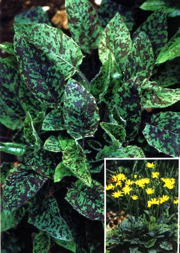 Hieracium maculatum, syn. H.spilophaeum ‘Leopard‘ Vanagė dėmėtoji 'Leopard' (Hieracium maculatum, syn. H.spilophaeum), 1L