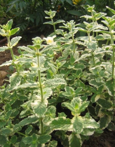 Mėta ananasinė Variegata Mentha rotundifolia, 1L