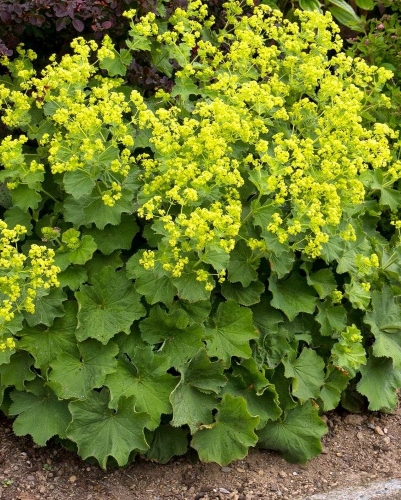 Rasakila švelnioji ‘Robustica’ Alchemilla mollis, 1L