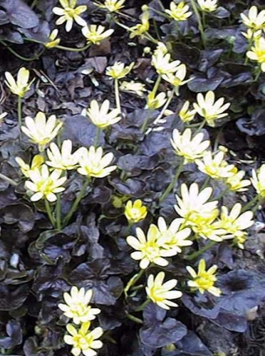 Švitriešis pavasarinis ‚Brazen Hussy‘ Ficaria verna ‚Brazen Hussy, 0,5L
