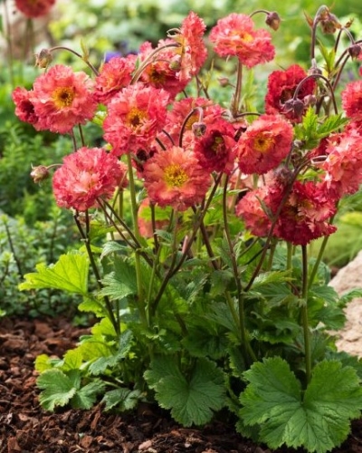Žiognagė ‘Bohema Pink‘ Geum, 1L