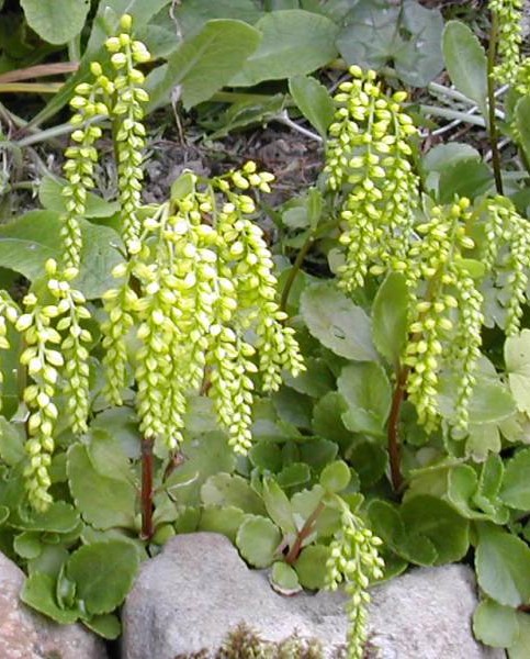 Saitma apskritalapė (Chiastophyllum oppositifolium), 0,5L