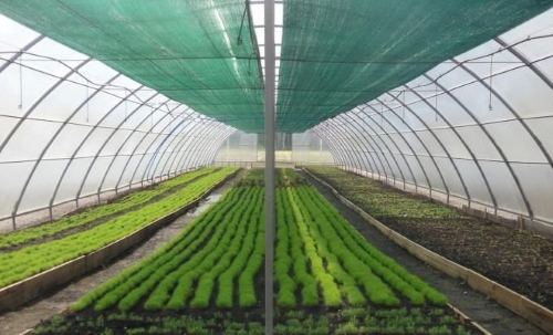 Užpavėsinimo tinklas nuo tiesioginių saulės spindulių, vėjo, krušos. 42%, 1.50mx3m