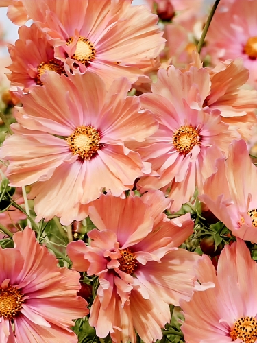 Paprastoji kosmėja 'Apricotta' (Cosmea bipinatus), 30 sėklų