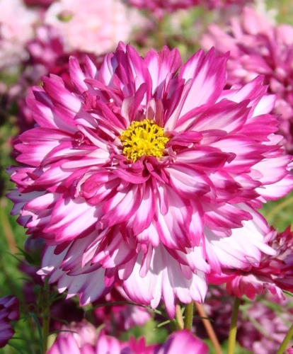 Kosmėja paprastoji 'D.C. Violet Bicolor' (Cosmea bipinatus), 30 sėklų