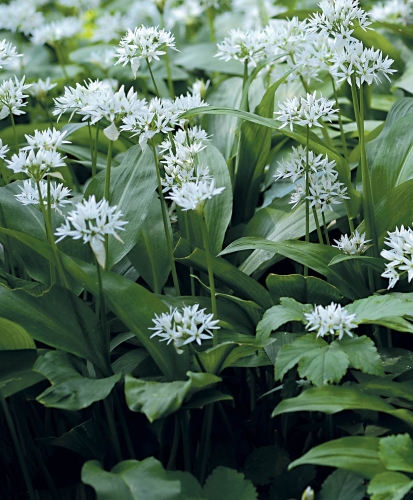 Meškiniai česnakai (lot. Allium ursinum) Sėklų 40 daigų/daigumas 81%