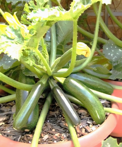 Cukinijos Patio Star F1 (lot. Cucurbita pepo) 5 sėklos