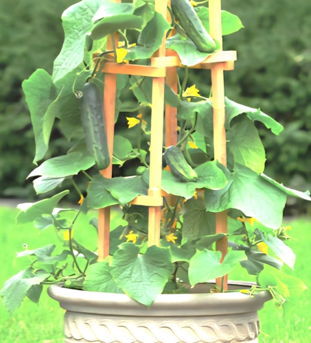 Paprastieji trumpavaisiai agurkai Patio Snacker F1 (Cucumis sativus) 10 sėklų