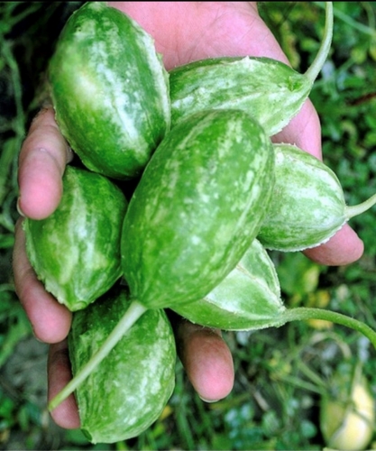 Antilinis melionas  "Liso Calcuta" (Cucumis anguria) 10 sėklų
