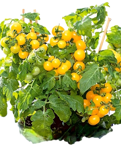 Valgomieji pomidorai Aztek (lot. Lycopersicon esculentum)  6 sėklos