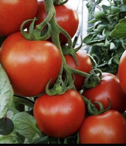 Valgomieji pomidorai Tornado F1(H)  10s