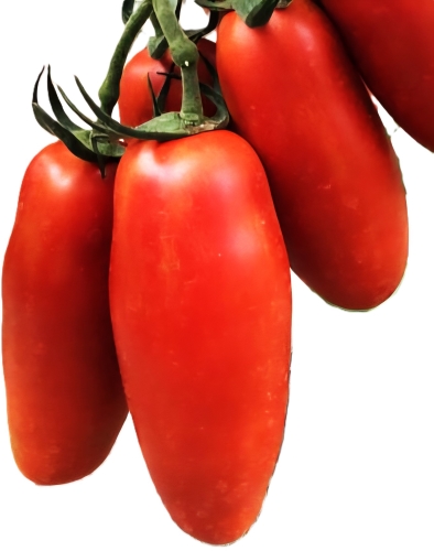 Valgomieji pomidorai Eduardo F1 (Solanum lycopersicum) 5s